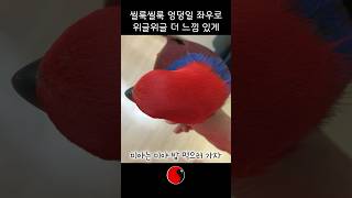 앵무새 뒤통수 만져 본 사람