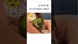 율리강아지인척? #한스마카우