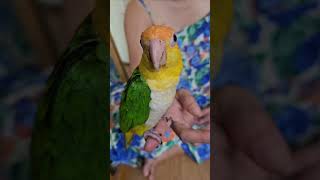 요!요!요기요! 카이큐 앵무새