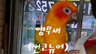 앵무새#썬코뉴어