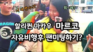 할리퀸마카우 마르코! 옥상에서 자유비행후 팬미팅하기(?)