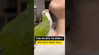 턱수염 뽑는 알바중인 앵무새ㅋㅋ