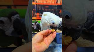 엄블렐라 코카투, 미디움 코카투, 체스넛 마카우 아이들이예요