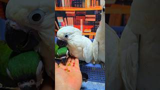 엄블렐라 코카투 저녁 1회 이유식, 뉴기니아, 체스넛 마카우는 저녁에 간식정도로 소량 이유식 먹고 있어요.