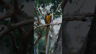 금강앵무새, 마카우, Parrots, Macaws 12…