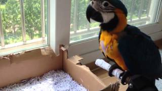 청금강 - 쿠악 (blue and yellow macaw)