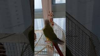 앵무새 코뉴어의  춤~♡