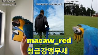 macaw red님의 청금강앵무새와의 교감