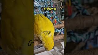 엄마랑 놀아주기 힘든 레몬이 ㅋㅋㅋ #루티노퀘이커 #모…