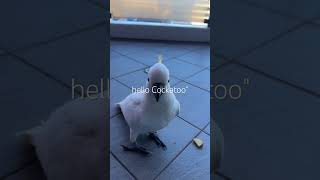 나 코카투! 흘린건 안먹는다#cockatoo#sydney #코카투#sydneylife#cute