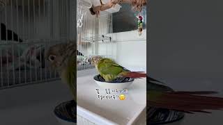 너의 목욕을 응원해!#코뉴어앵무새#목욕응원가#그대에게#신해철