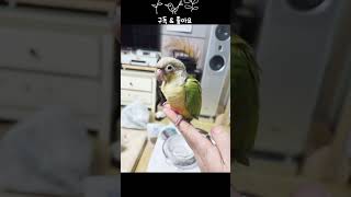 다 한다는 성장쇼츠 ㅋ#앵무새키우기 #코뉴어앵무새 #birds #parrot