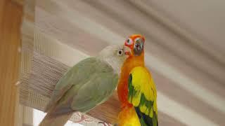 썬코뉴어 1패(맨날 짐) | 앵무새