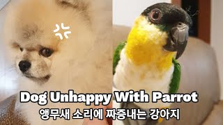 Dog Unhappy With Caique Parrot…
