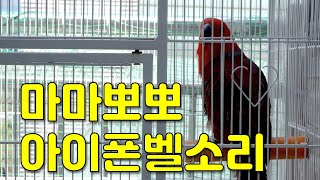 말하는 앵무새 마마뽀뽀~
