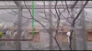 봄을 외치다 ☞ 사랑앵무 VS  청금강앵무 (거제알로에…