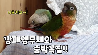 나오지 말라고 심술부리는 앵무새!!#코뉴어앵무새#conure#