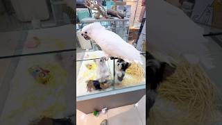 #비바테리어#코카투#코카투앵무새#미스터독 #미니비숑 #요크셔테리어 #부산강아지분양 #비바테리어분양 #서면미니비숑분양#강아지