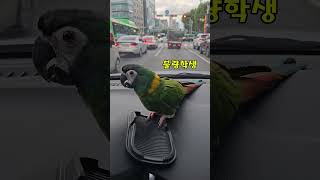 #산토끼노래배우는불량앵무로디