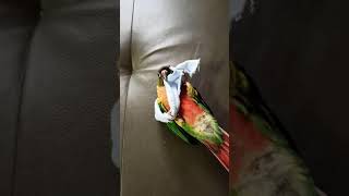 장난끼 많은 코뉴어