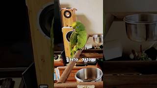 들어가 자자고 말하는 아마존 앵무새 아리 #parrot…