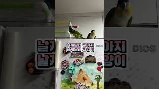 고양이 같은 새 + 멍멍이 같은 새#세네갈앵무 #검은머…