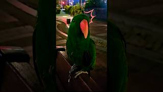 앵무새들이 쳐다보는 이유 #똘망똘망 #앵무새 #뉴기니아…