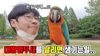 대왕앵무새를 공원에서 자유비행 시키면 생기는일...헉헉!!?