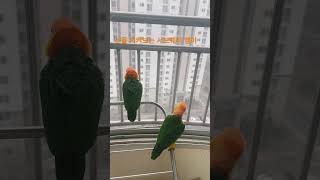 #눈오는날 #서브웨이 #앵무새 #앵무새키우기 #집사의하…