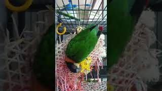 장난감 가지고 노는 앵무새 #앵무새 #검은머리카이큐 #…