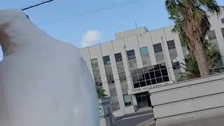 듀컵코카투 설이와 산책