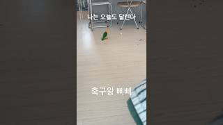 축구왕 삐삐.                     #축구 #카이큐 #parrot #birds #shorts #테토녀