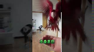홍금강 앵무새 타미 날아올라 호출훈련