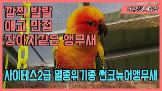 [대구앵무새농장] 썬코뉴어앵무새(sunconure) 야외적응기