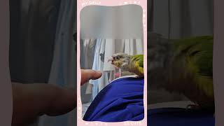 발가락 킬러 #킬러의본능 #앵무새 #엄지발가락 #희생 …