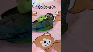 아기앵무새 힐링영상 #크림슨벨리드코뉴어 #cuteparrot #funnyparrot #귀여운아기앵무새 #앵무새눕방 #앵무새힐링영상 #앵무새키우면좋은점