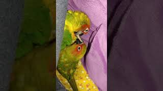 썬코뉴어 장군이와미나