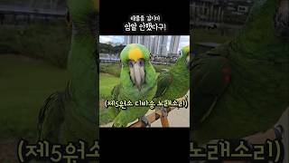 말하면 싸우니까 발로 신호보냄 #아랑이 #parrot …