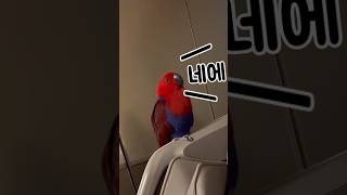 졸린데 최선을 다해 대답하는 앵무새 #앵무새