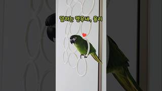 오늘은 안 받을건데⁉️ #한스마카우 #율리 #말하는앵무새