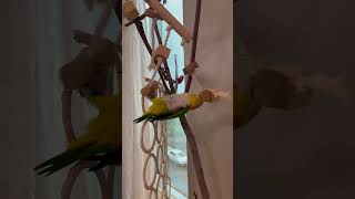 Acobatic parrot #funny #explore #birds #parrot #pets #cute #viralvideo #viralshorts #caique