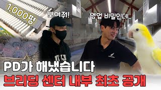 아마조나 앵무새 브리딩센터 전격공개!!