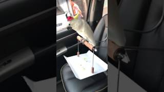 차량용 횟대 입니당 ㅎㅎ