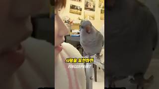 앵무새에게 사랑을 표현하면