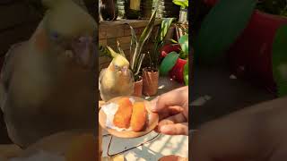 #vairalvideo #birds #cookingforone