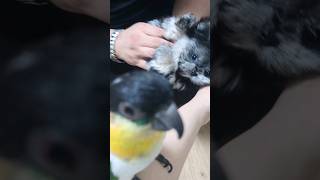 늠름한 카이큐와 그것이 맘에안드는 말티폼 #폼스키 #말…