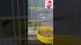 밥은 골고루 먹기! 퀘이크앵무새!