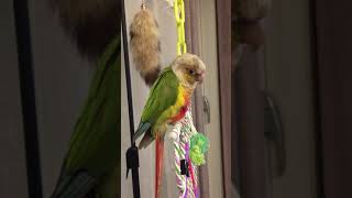 ‪컨디션이 안좋은 소망이‬(코뉴어)