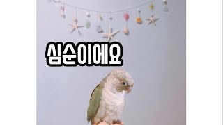 다 큰 앵무새 심순이가 이유식을 먹어요!