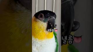 카이큐의 앙증맞은 혓바닥 #shorts #parrot …
